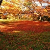 キャステル 【京都】紅葉のおすすめスポット&見頃の時期まとめ！美しい紅葉と街並みのコントラストが最高♪