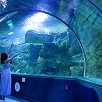 キャステル 【グアム】アンダーウォーターワールド完全ガイド！昼は水族館で夜はお洒落ダイニングに！