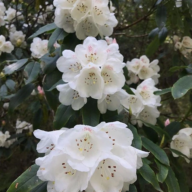 台湾で5月から6月に咲くYushan blossoms