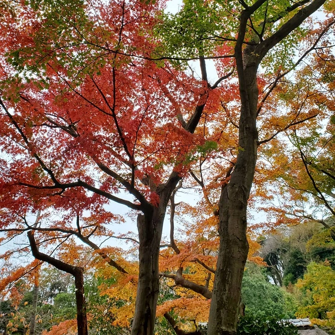 円覚寺は中の風景も綺麗です♪