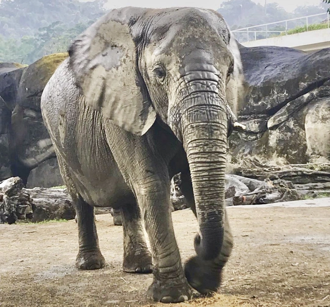 アフリカゾウ