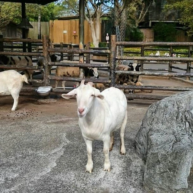 六福村テーマパークの動物園エリア