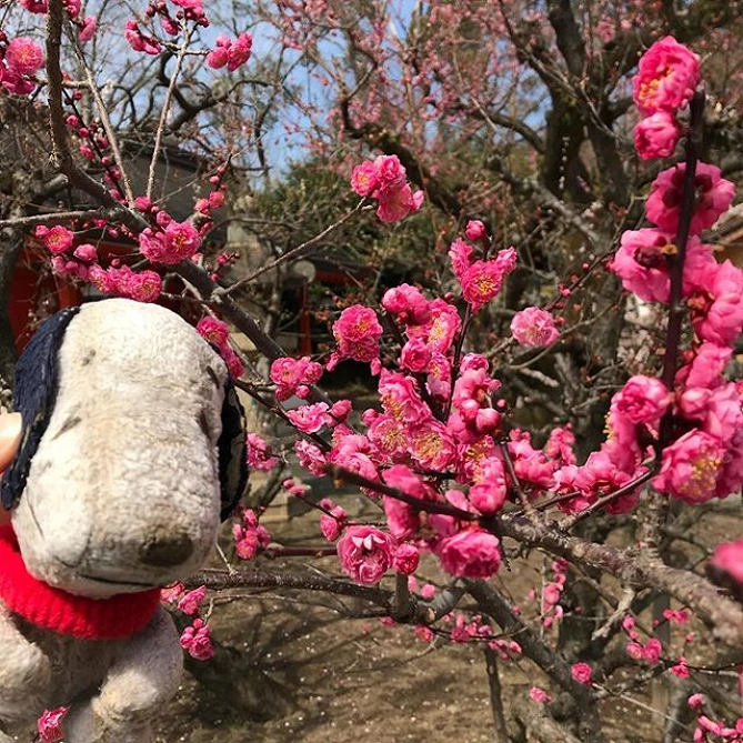 冬から春にかけて見ごろになる梅苑