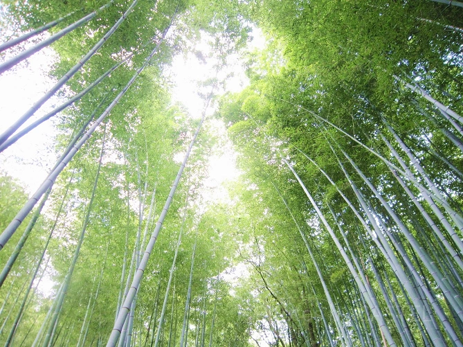 日本庭園の竹林