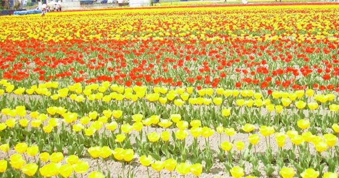 かみゆうべつチューリップ公園