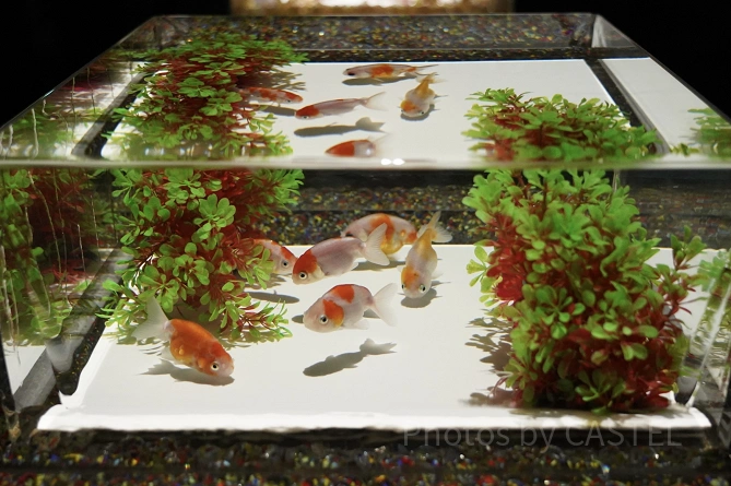 アートアクアリウム美術館 GINZA：金魚は上から取るのが美しい！