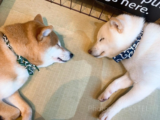 豆柴カフェ原宿　柴犬　睡眠中