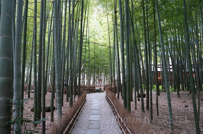 報国寺：竹林