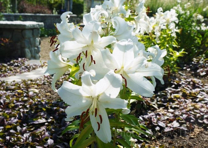 百合が原公園