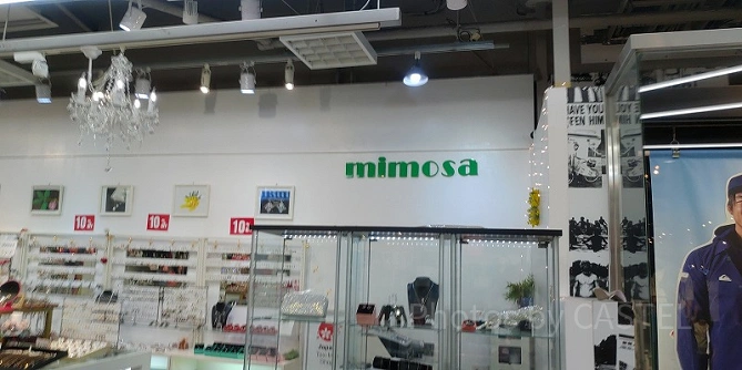 mimosa