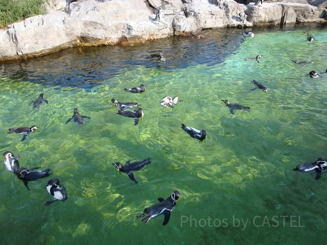 葛西臨海水族園で泳ぐペンギン