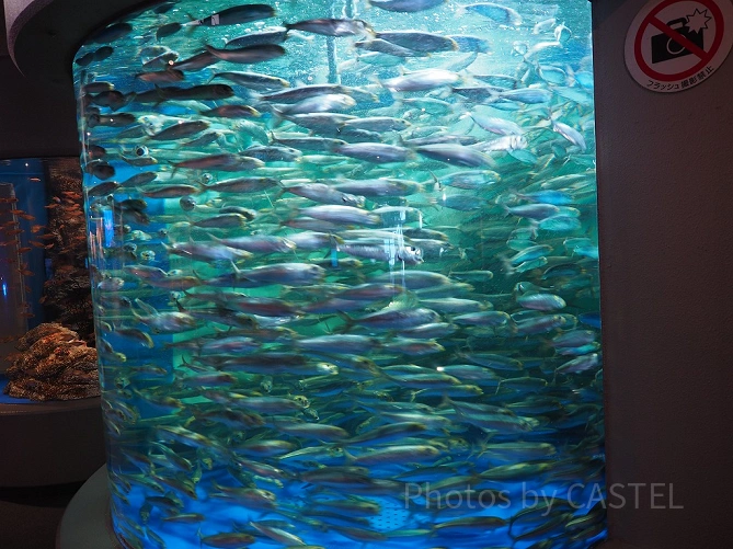 海面エリアにあるマイワシの展示