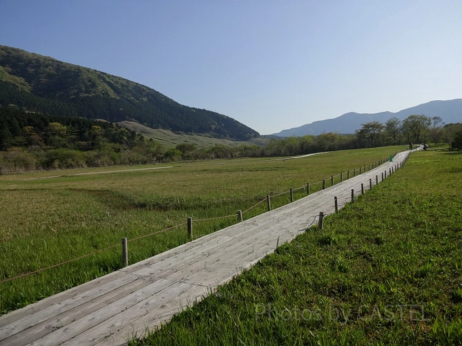 箱根湿生花園の散歩道