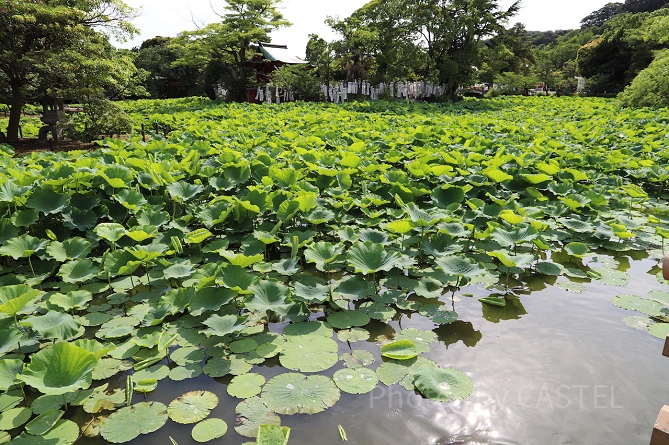 源平池