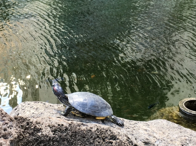 アカミミガメ