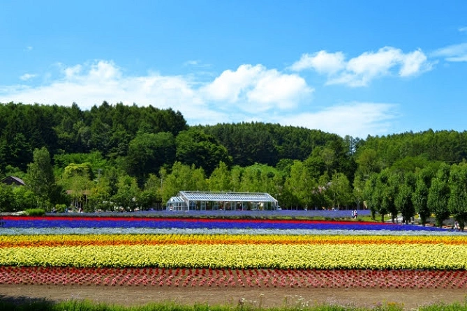 ファーム富田のラベンダー畑