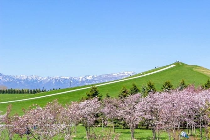 プレイマウンテンと桜