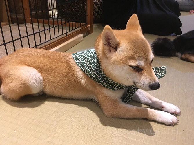 豆柴カフェ原宿　柴犬
