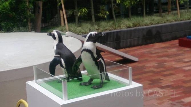 アクアパーク品川　ペンギン