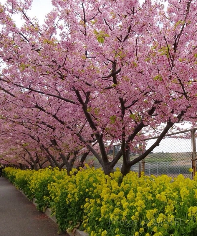 三浦海岸河津桜