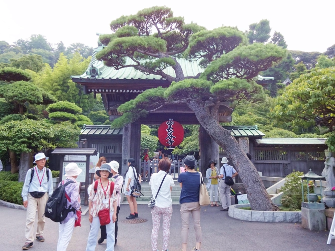 【鎌倉】長谷寺の見どころ&観光情報！あじさい、和み地蔵、紅葉ライトアップ、名物カレーも登場！