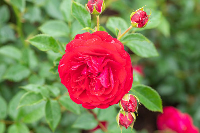 トゥルーブルーム・レッドキャプテン