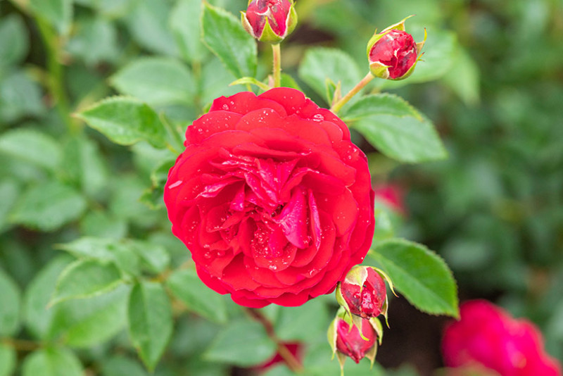 トゥルーブルーム・レッドキャプテン