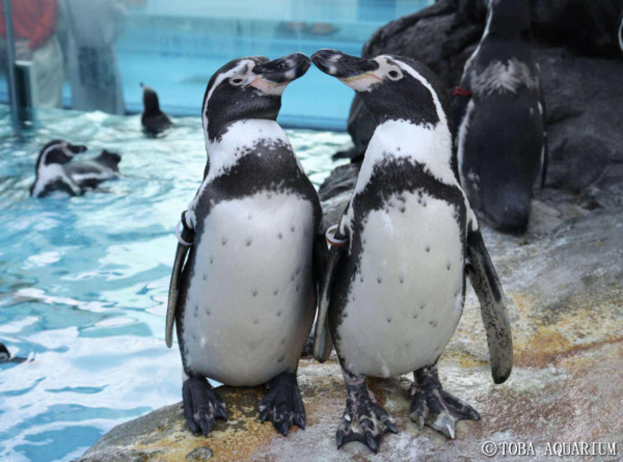 鳥羽水族館のペンギン キャステル Castel ディズニー情報