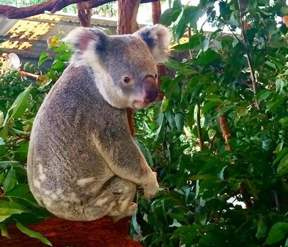 コアラとスティッチは似ている キャステル Castel ディズニー情報