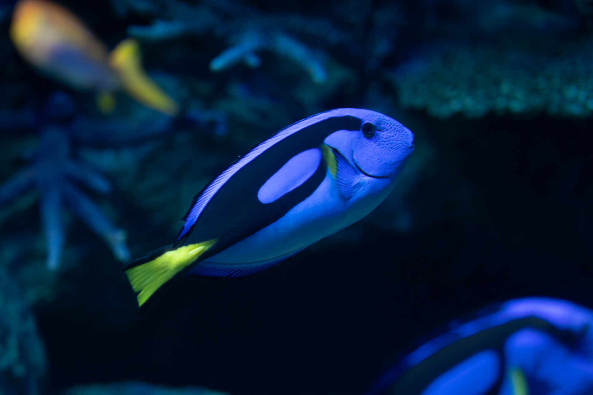 サンシャイン水族館の混雑状況 狙い目 キャステル Castel ディズニー情報