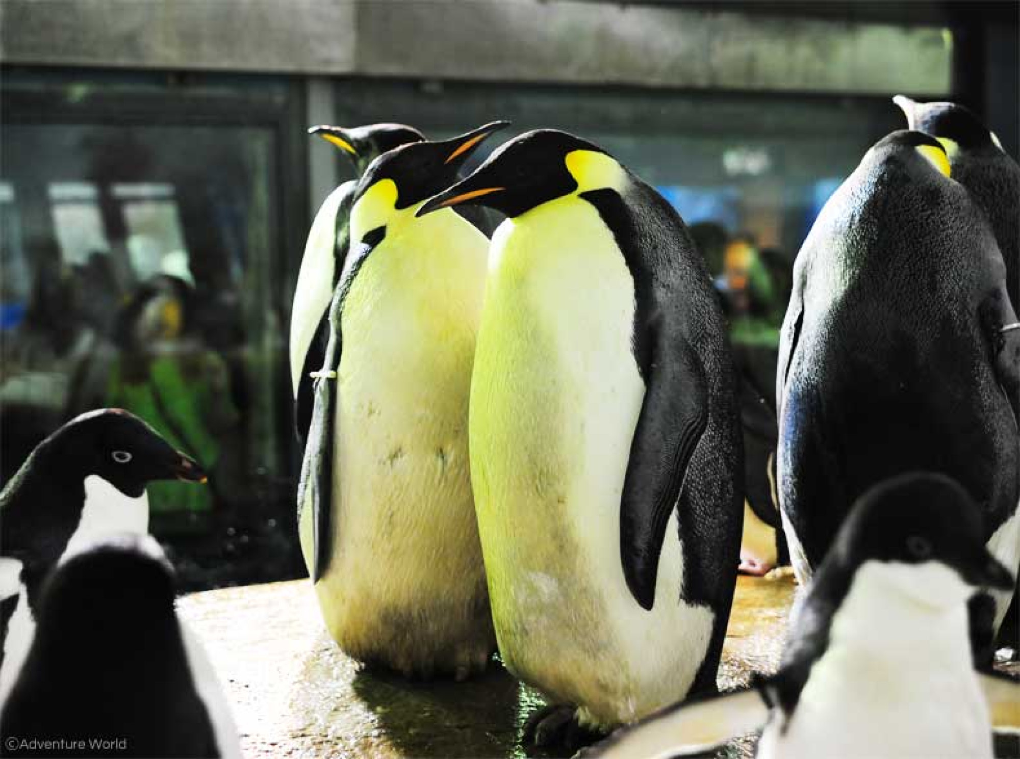 ペンギンの食事タイム キャステル Castel ディズニー情報