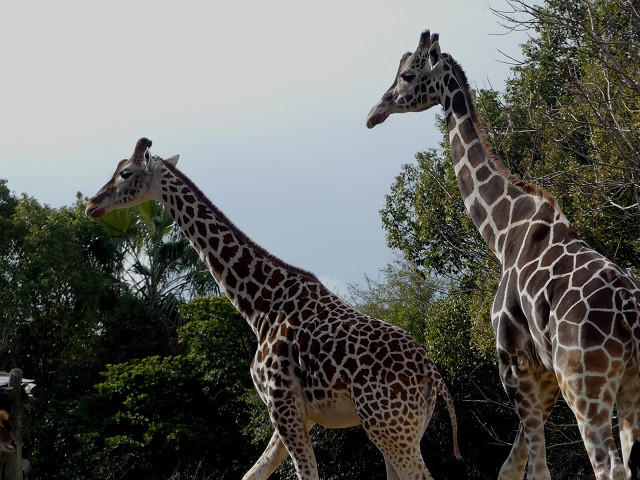 21 天王寺動物園の料金 割引を解説 コンビニ前売り割引はある