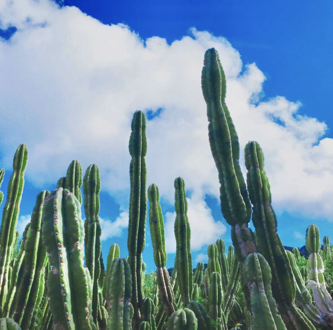 サボテン畑