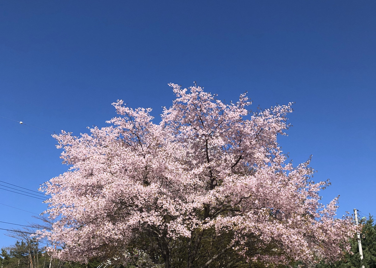 韓国 4月の気温とおすすめの服装まとめ 春におすすめの観光スポットや 旅行の注意点も