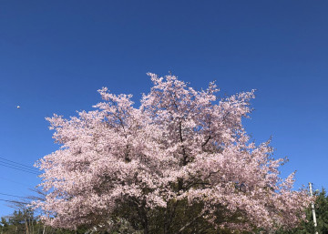 【韓国】4月の気温とおすすめの服装まとめ！春におすすめの観光スポットや、旅行の注意点も！