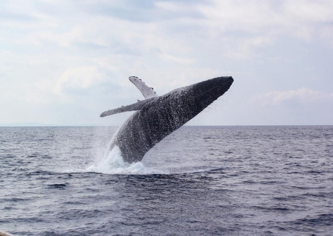 沖縄　ホエールウォッチング