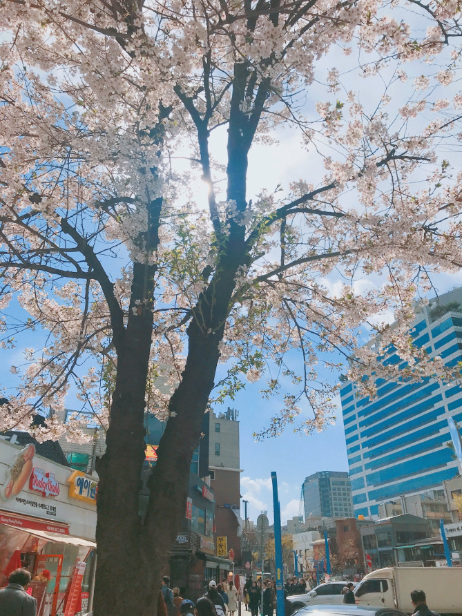 攻略 3月の韓国旅行の楽しみ方ガイド 気温や服装 おすすめ観光スポットを紹介