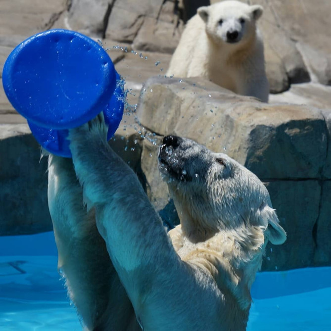 円山動物園の北極熊