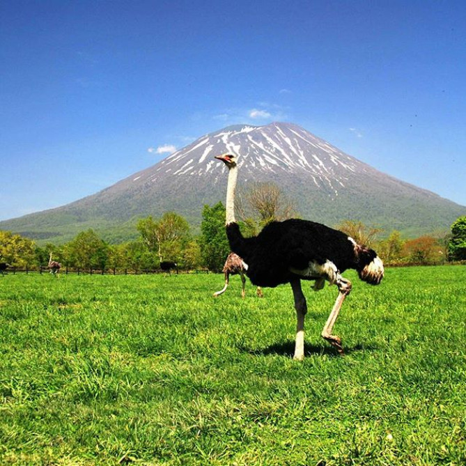 羊蹄山をバックにしたダチョウ