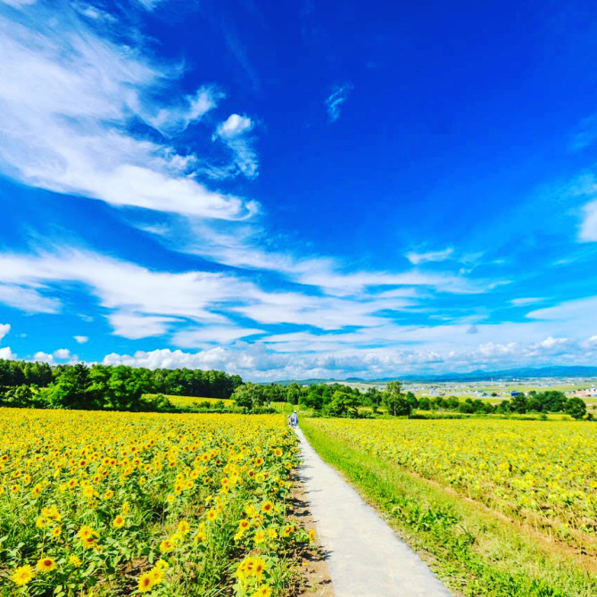 青い空と北竜町のひまわり