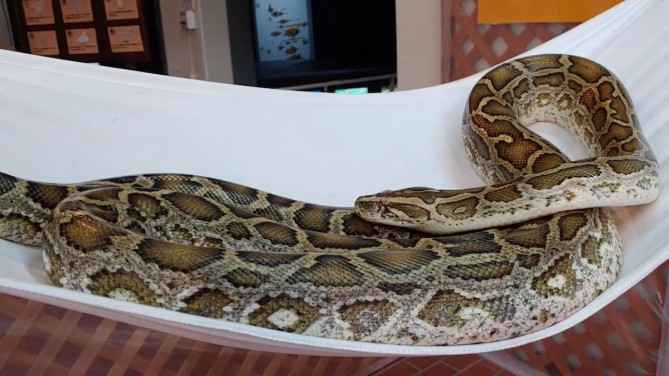 触わってＯＫなニシキヘビ、ハンモックで気持ちよさそう♪