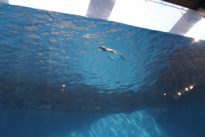 大水槽を泳ぐペンギン
