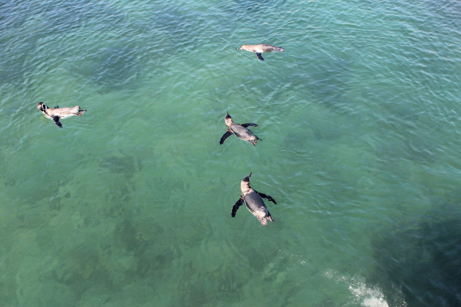 天然の海を泳ぐペンギン