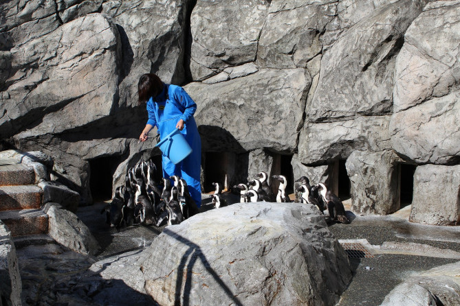 ペンギンのお食事タイム