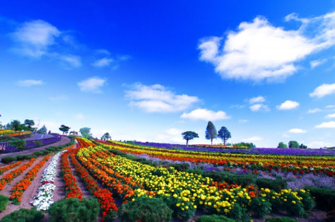 美瑛のパノラマロードのラベンダー畑