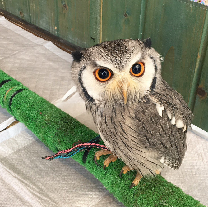 フクロウマジック