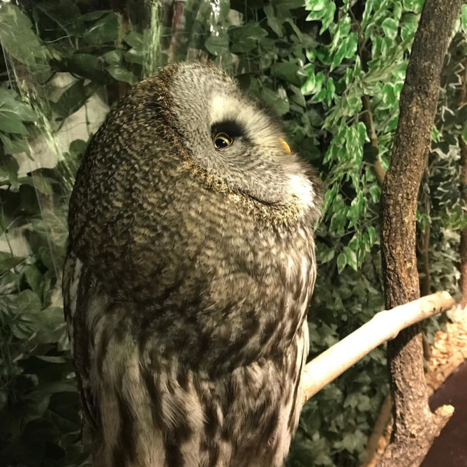 原宿乃フクロウの森と豆柴カフェ