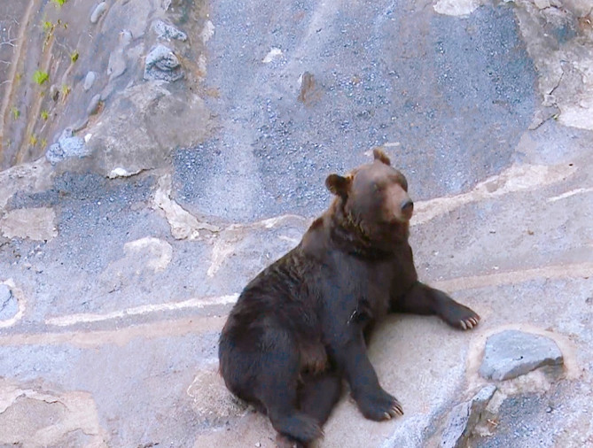 サホロリゾートベア・マウンテンのヒグマ