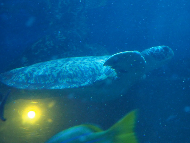 ウミガメも飼育されています
