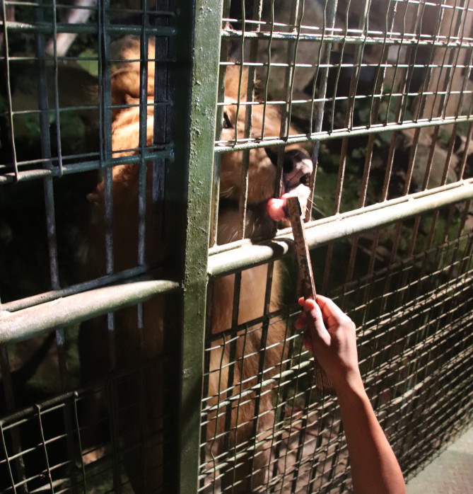 百獣の王ライオン